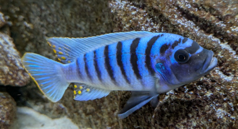 Maylandia zebra 'Gome'